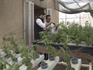 Urban Greens.. تطوير المساحات الخضراء في المدن