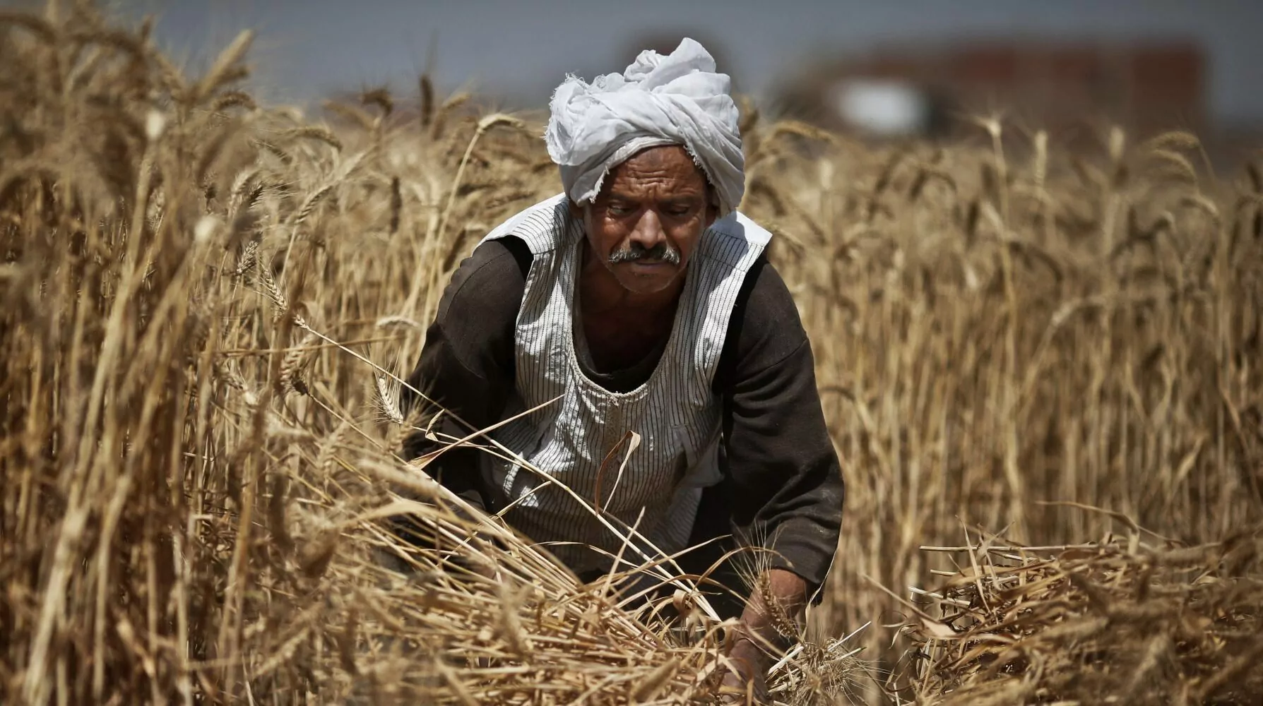 “انطلاق” تُصدر تقريرًا عن دور التكنولوجيا الزراعية في تحويل المشهد الزراعي بمصر