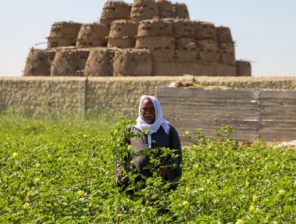 “سيكم” تُُطلق خطة نمو في مصر بـ 10 ملايين دولار.. وتُخطط للتوسع للسعودية والجزائر