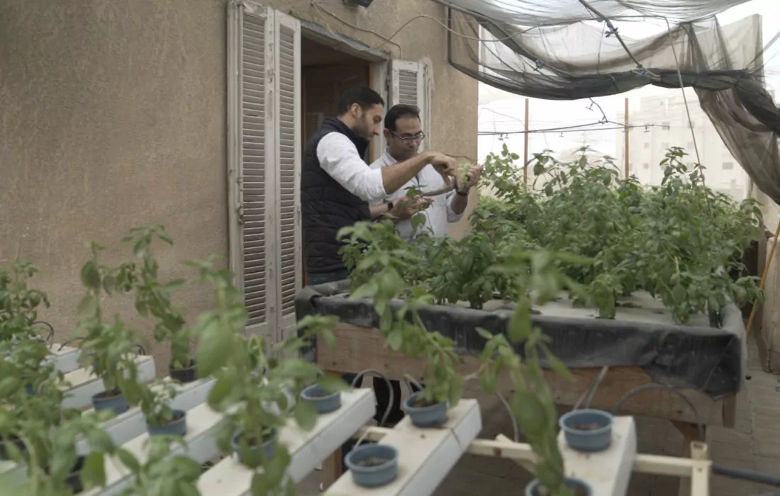 Urban Greens Egypt: Promoting Urban Agriculture