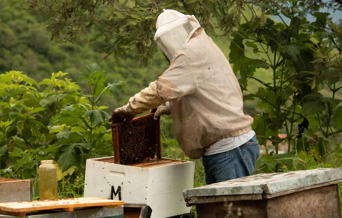 A Tunisian Startup Is Saving Bees Around the World