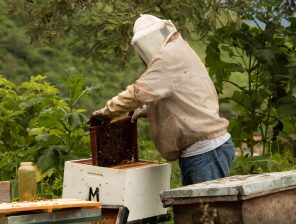 A Tunisian Startup Is Saving Bees Around the World