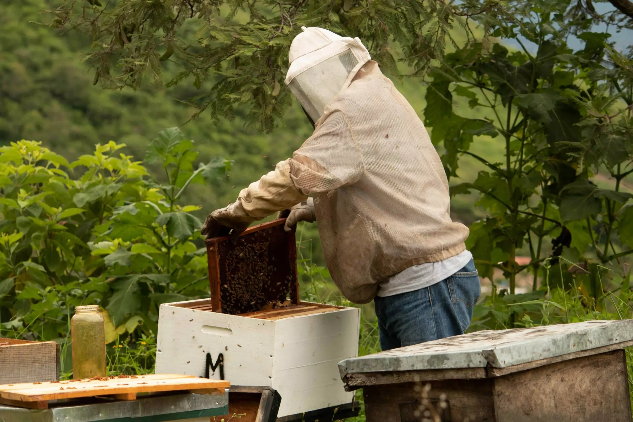 A Tunisian Startup Is Saving Bees Around the World