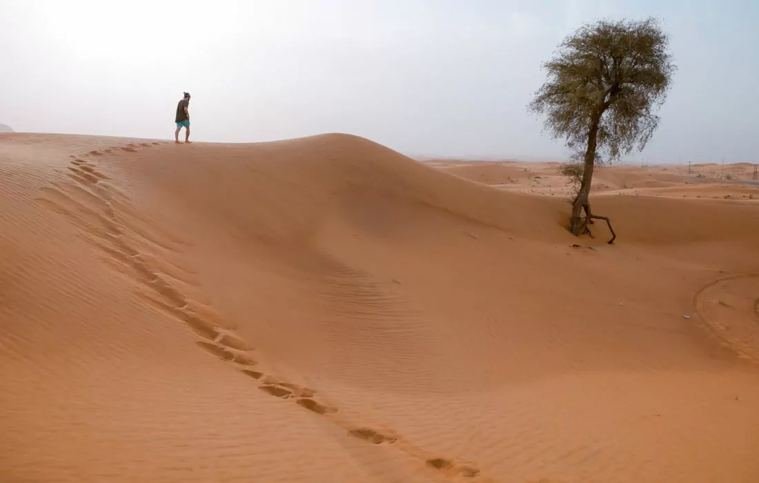 UAE App CAFU to Plant One Million Trees