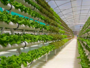 Abu Dhabi Investment Office Injects $1 Million in Agritech Industry