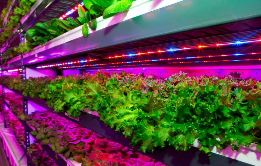 Vertical Farming Startup KRISPR Raises $600,000 in Pre-Seed