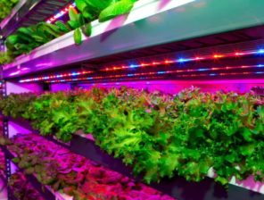 Vertical Farming Startup KRISPR Raises $600,000 in Pre-Seed