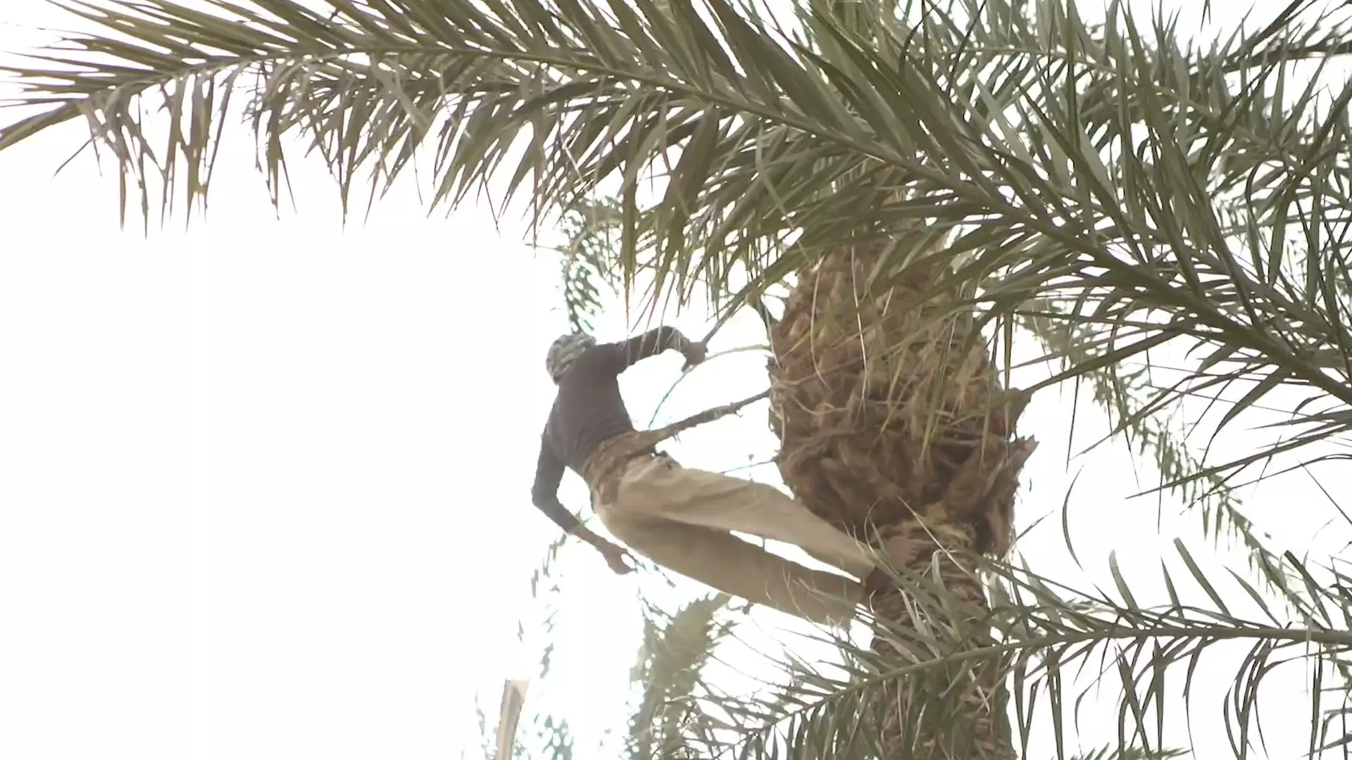 Jereed: Creating a Sustainable Alternative to Wood