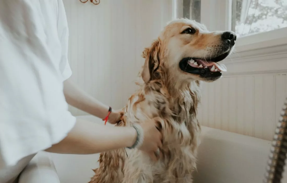 Mubadala Invests $500 Million in Pet Care Firm IVC Evidensia