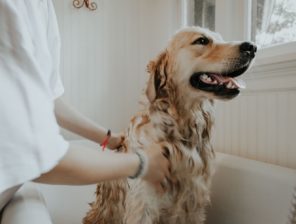 Mubadala Invests $500 Million in Pet Care Firm IVC Evidensia