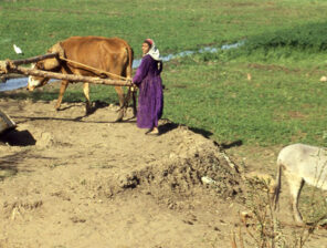 Egypt’s “Decent Life” Initiative Explained by Hany Aboulfotouh