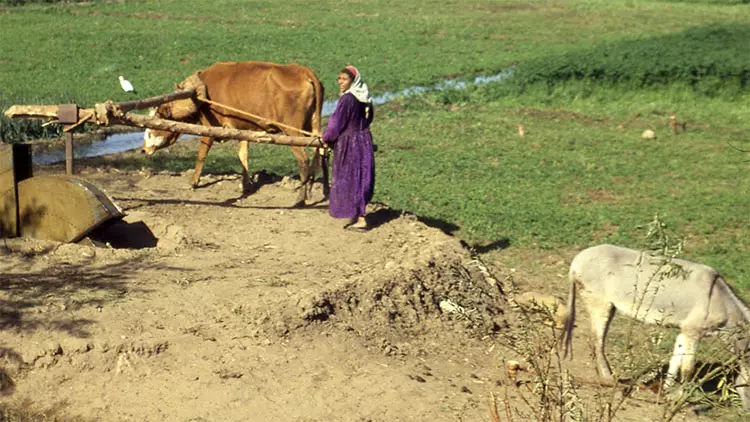 Egypt’s “Decent Life” Initiative Explained by Hany Aboulfotouh