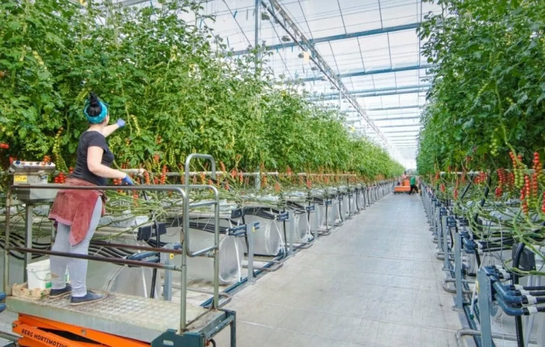Pure Harvest Raises $64.5 million and Enters JV with PlanTFarm
