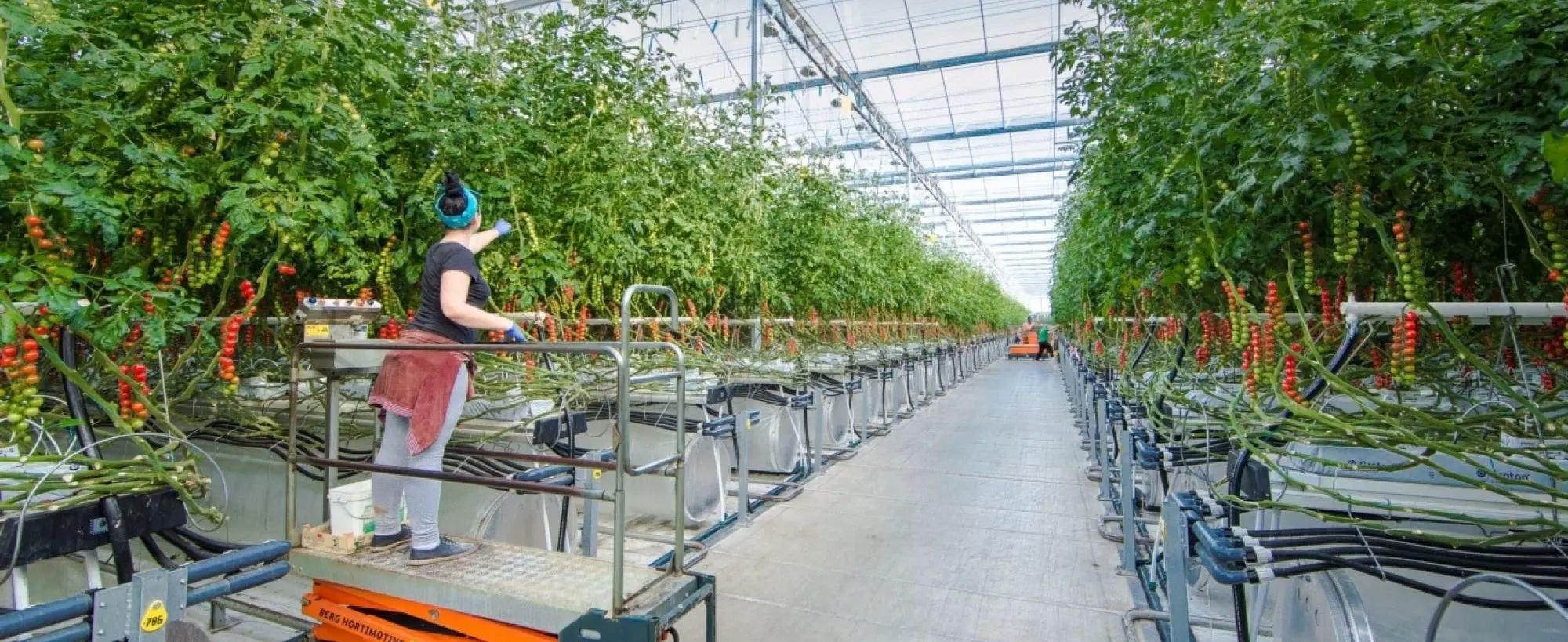 Pure Harvest Raises $64.5 million and Enters JV with PlanTFarm