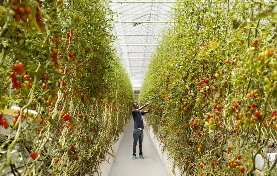 Pure Harvest, UAE’s AgriTech startup, raises $180 million