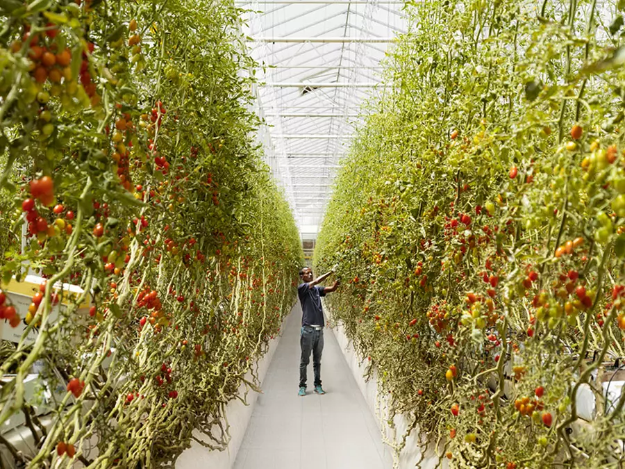 Pure Harvest, UAE’s AgriTech startup, raises $180 million