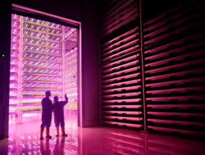PIF and AeroFarms partner to build indoor vertical farms in Saudi Arabia
