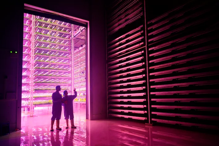 PIF and AeroFarms partner to build indoor vertical farms in Saudi Arabia
