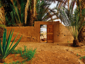 Sand to Green, Morocco’s AgriTech startup, raises $1m in a Seed round