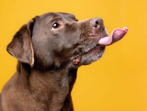 Nuwa Capital leads $1.2m&nbsp;pre-Seed round for&nbsp;veterinary&nbsp;operator&nbsp;Mascotte Health