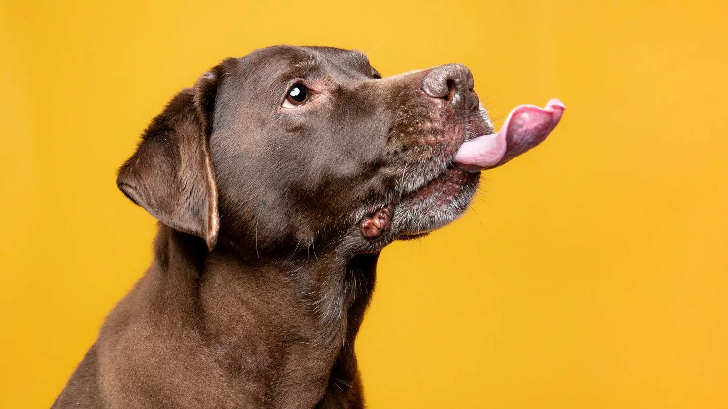 Nuwa Capital leads $1.2m&nbsp;pre-Seed round for&nbsp;veterinary&nbsp;operator&nbsp;Mascotte Health