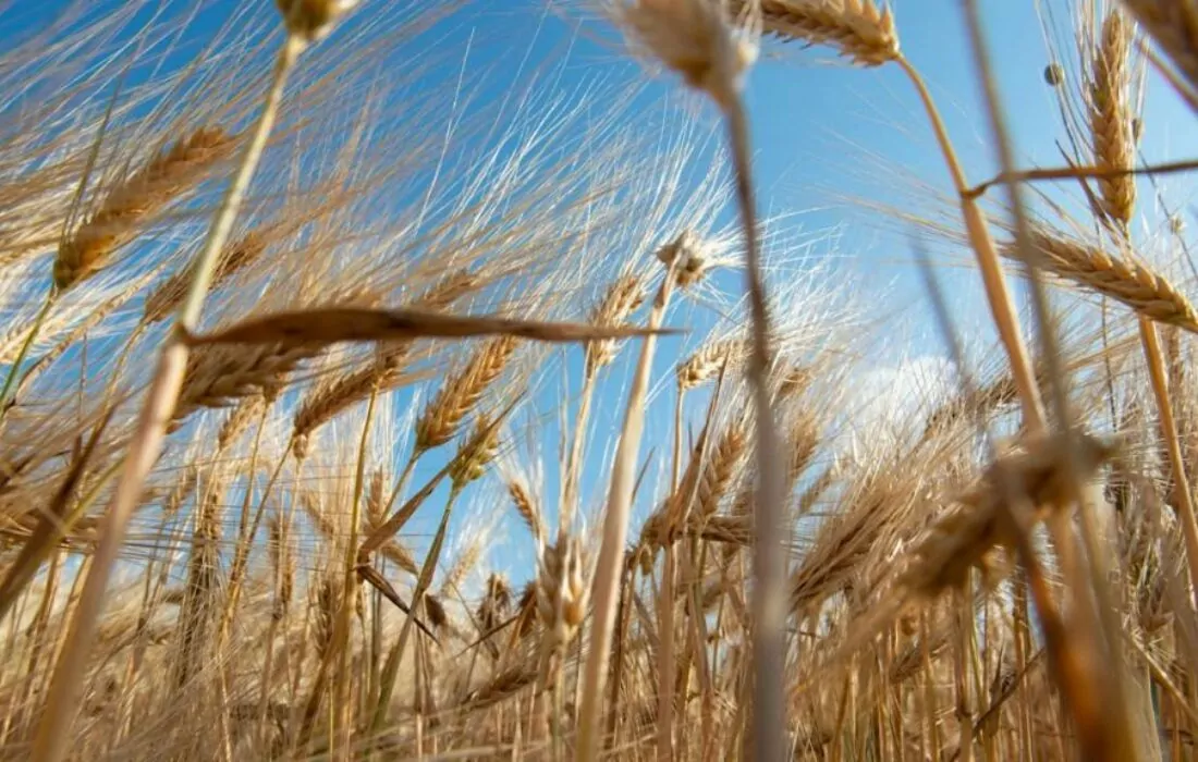 Egypt signs US$500m deal with UAE to supply wheat to local market