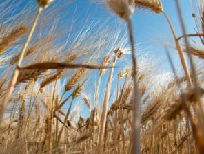 Egypt signs US$500m deal with UAE to supply wheat to local market