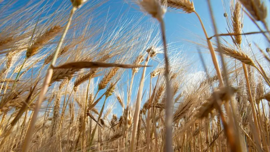 Egypt signs US$500m deal with UAE to supply wheat to local market