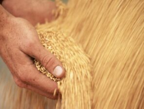 OPEC Fund supports Egypt’s food security with $10m