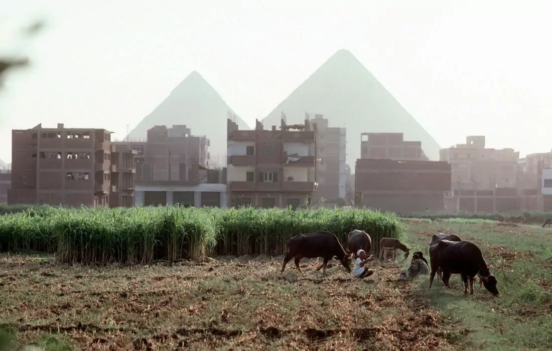 Egypt’s Agricultural Exports Witness Significant Growth In Q1 2024