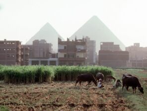 Egypt’s Agricultural Exports Witness Significant Growth In Q1 2024