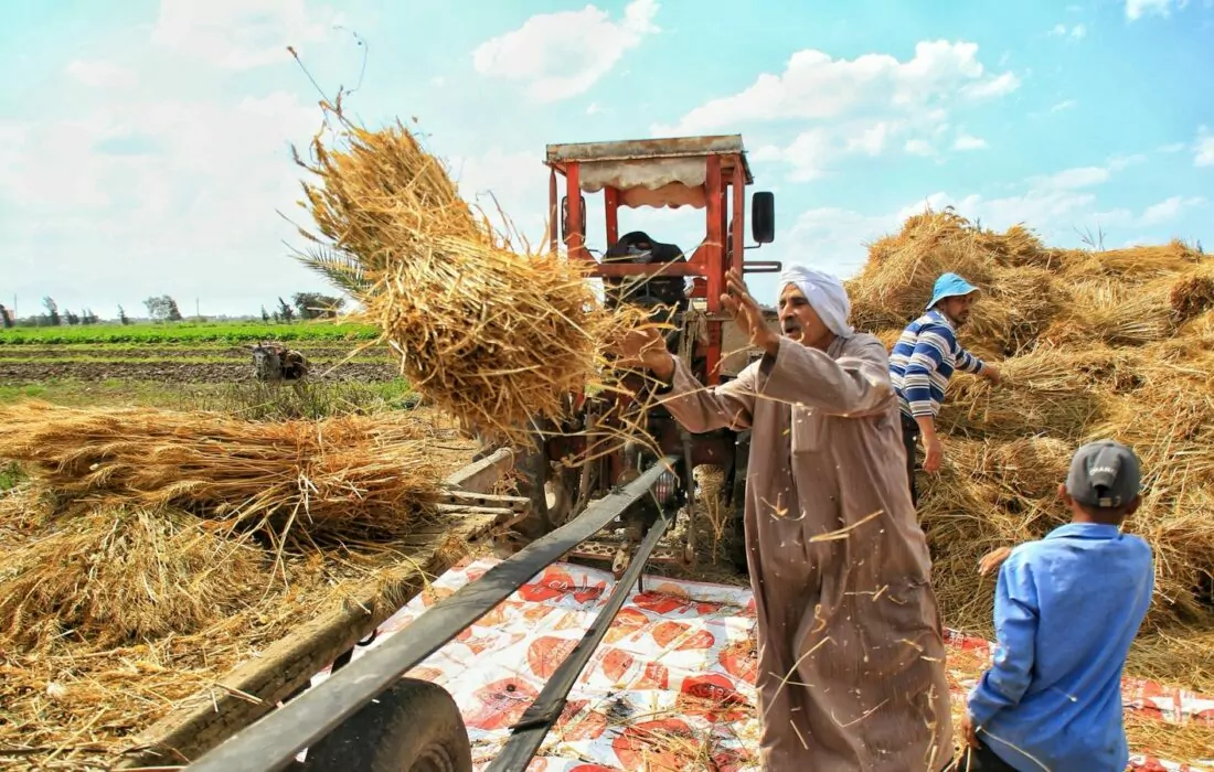 Egypt Announces Tender for 3.8M Metric Tons of Wheat