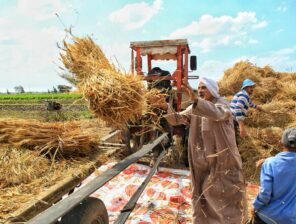 Egypt Announces Tender for 3.8M Metric Tons of Wheat