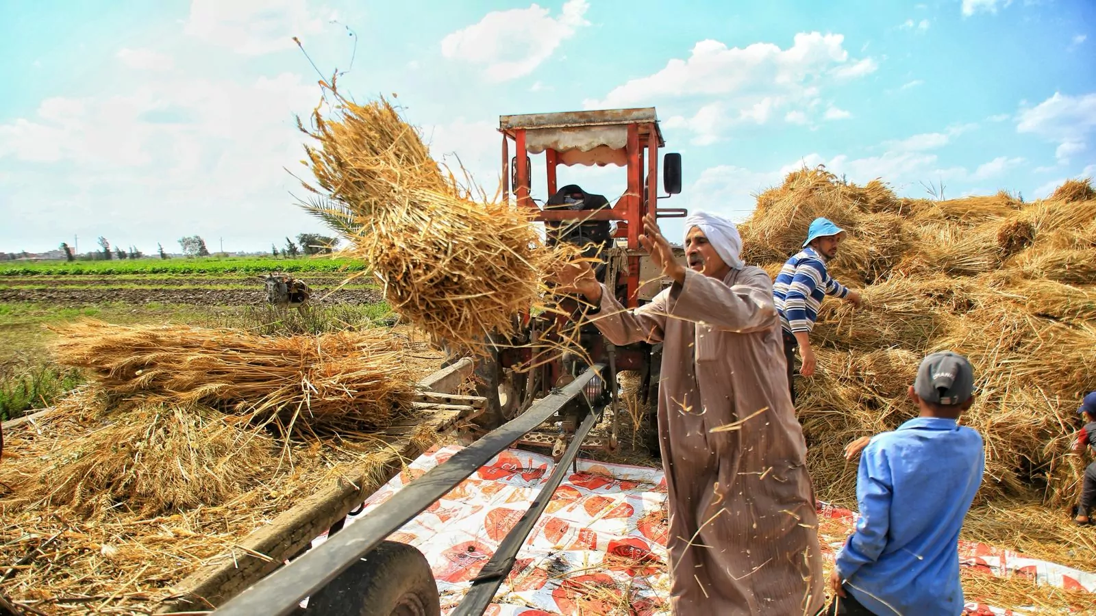 Egypt Announces Tender for 3.8M Metric Tons of Wheat