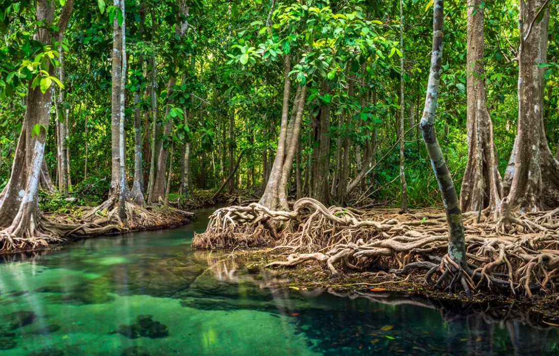 Nabat to Combine AI & Robots to Rescue of Mangroves