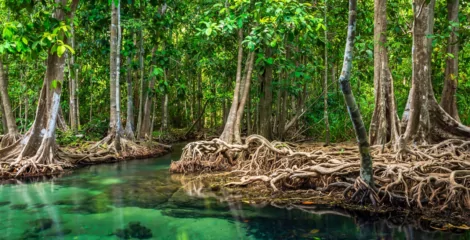 Nabat to Combine AI & Robots to Rescue of Mangroves