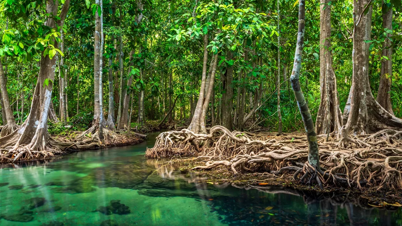 Nabat to Combine AI & Robots to Rescue of Mangroves