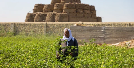 Sekem Gears Up to Invest USD 10M to Boost Production and Expand Regionally 