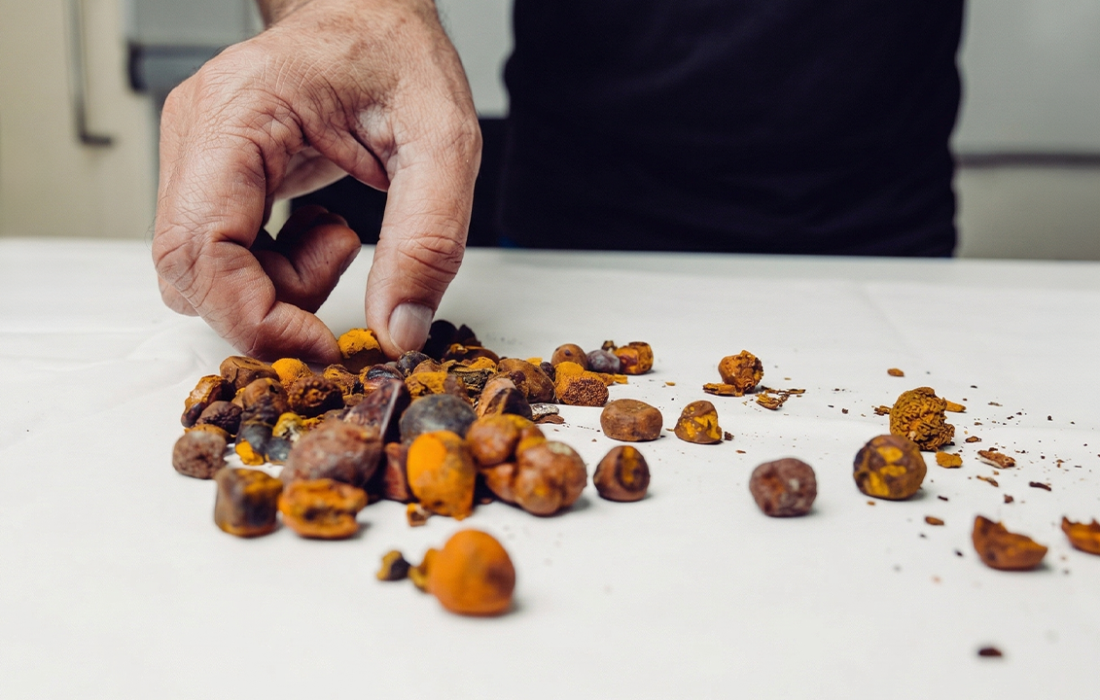 Cow Gallstones Are Now Worth More Than Gold