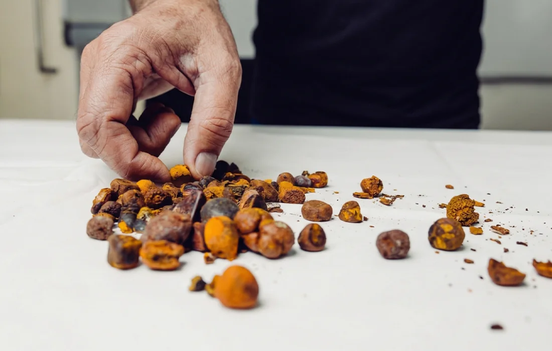 Cow Gallstones Are Now Worth More Than Gold