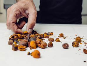 Cow Gallstones Are Now Worth More Than Gold