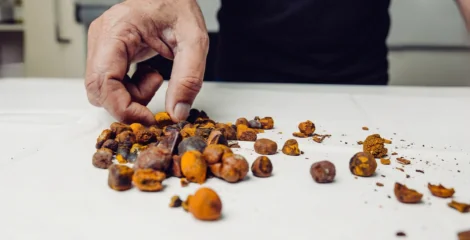 Cow Gallstones Are Now Worth More Than Gold