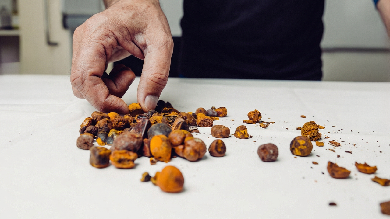 Cow Gallstones Are Now Worth More Than Gold