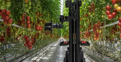 Egyptian Engineers Built the Arab World’s First Autonomous Harvesting Robot. Here Is Why That Matters.
